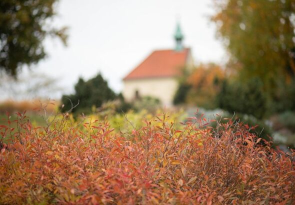 Podzim v botanické zahradě , Výstava dýní a dýňových aranžmá: Pradávný svět, Z mechu a kapradí