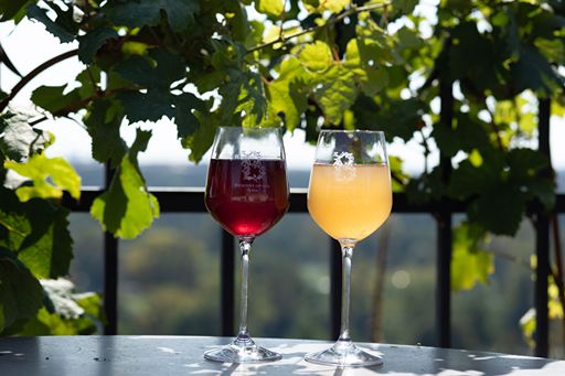 Vinobraní na Vinci sv. Kláry