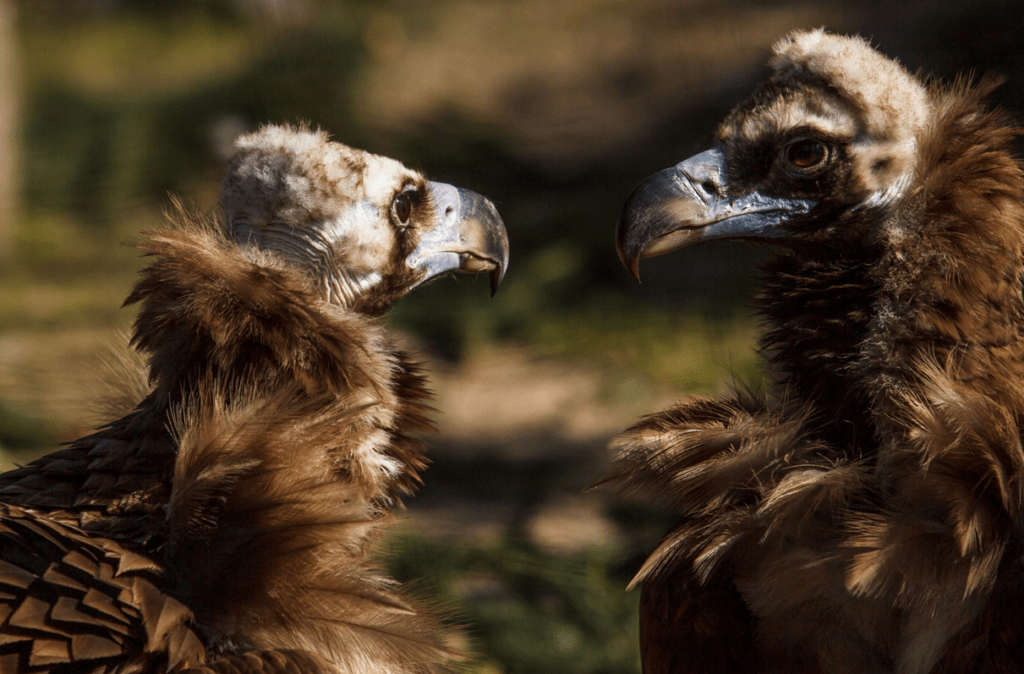 Zoo Ostrava, Mezinárodní den pro supy