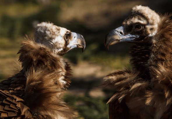 Zoo Ostrava, Mezinárodní den pro supy