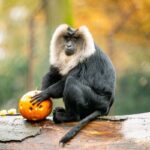 Zoo Ostrava, podzim, dýně