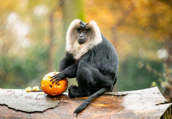 Zoo Ostrava, podzim, dýně