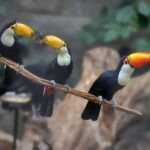 Zoo Zlín , Velcí ptáci, velké chovatelské výzvy