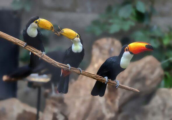 Zoo Zlín , Velcí ptáci, velké chovatelské výzvy