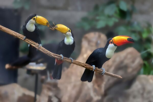 Zoo Zlín , Velcí ptáci, velké chovatelské výzvy